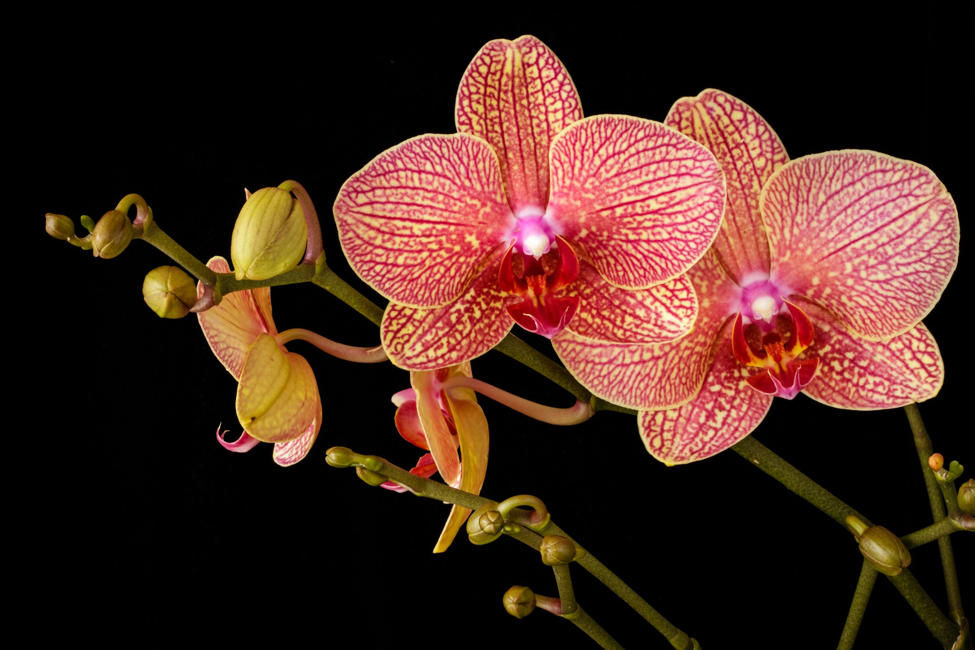 plantes à fleurs