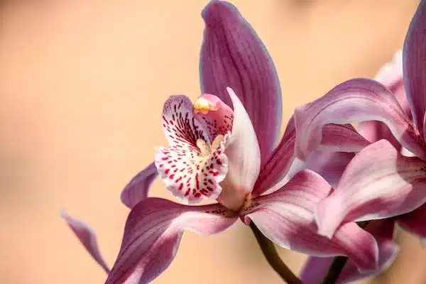 plantes à fleurs