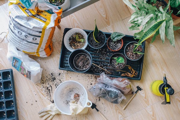 Adoptez enfin le jardin d'intérieur avec ces conseils faciles